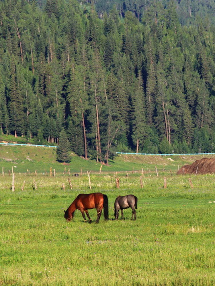 Electric Fence Polywire 656 Feet,200 Meter,6 Stainless Steel Strands for Reliable Conductivity and Rust Resistance,Portable Electric Fence Rope