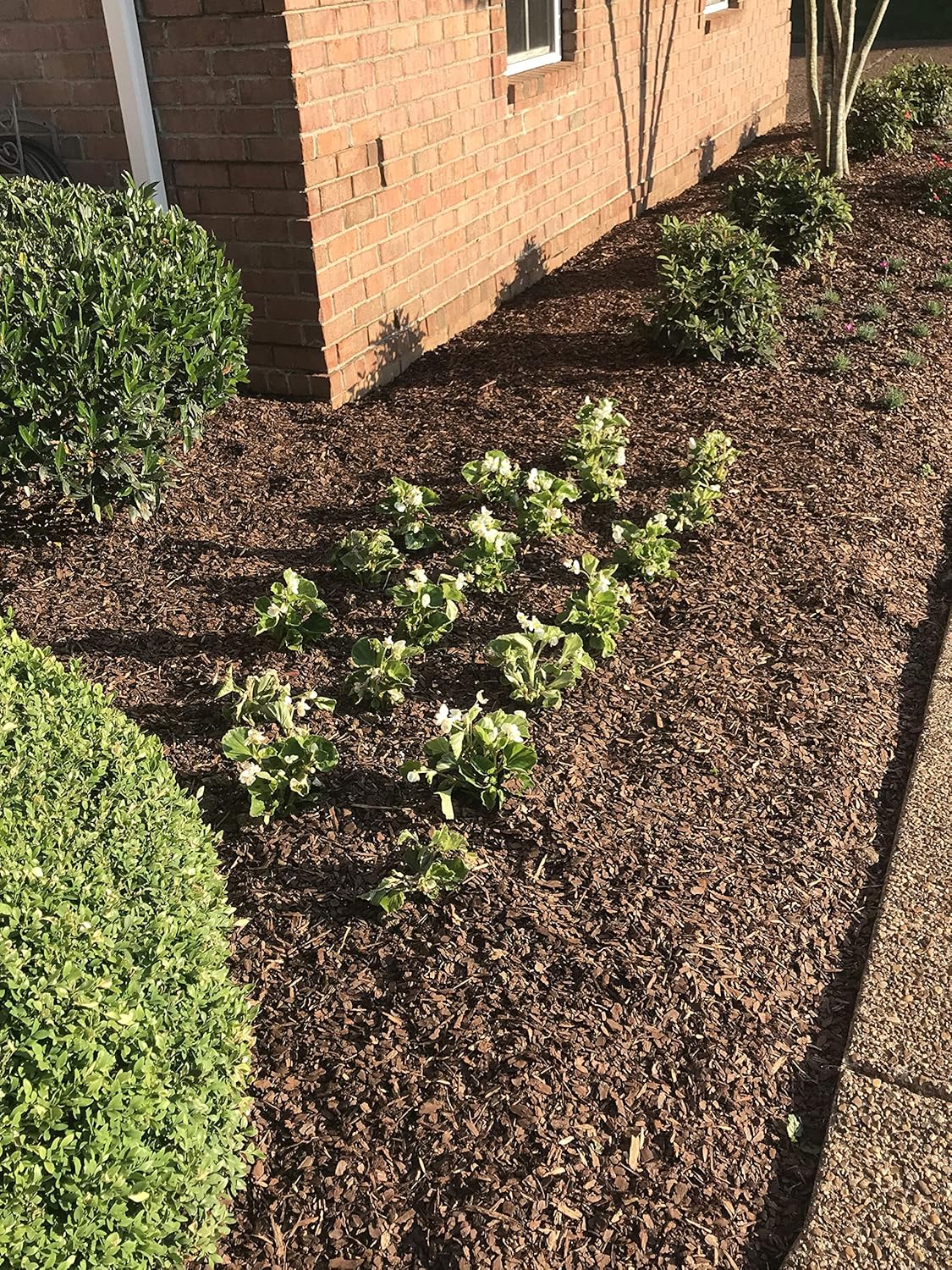 Frost Armor Blanket 10.5' Foot X 12' Foot (Frost Protection for Plants)